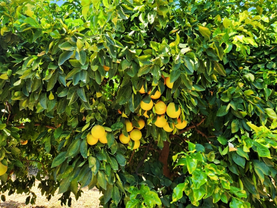 Commercial Property for Sale in Kakamas Rural Northern Cape